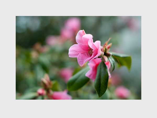 Rhododendron 1