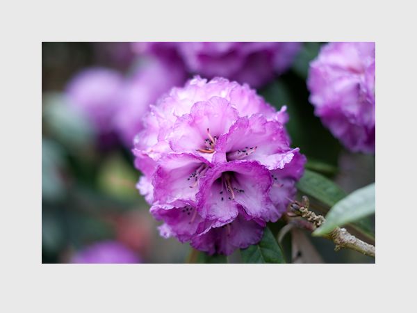 Rhododendron 2