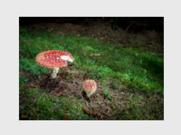 Mushrooms David Connelly